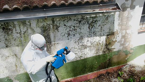 Top rated local Mold Removal specialists in Richmond, TX